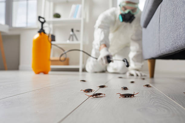 Commercial Kitchen Cockroach Control in Calico Rock